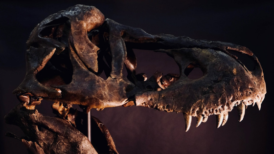 Victoria the T.rex, Tyrannosaurus, Theropod, Cretaceous, Hell Creek Formation, Dinosaur teeth, rotating skull, pathologies,  South Dakota T.rex, second most complete T.rex in the world, Carnivore