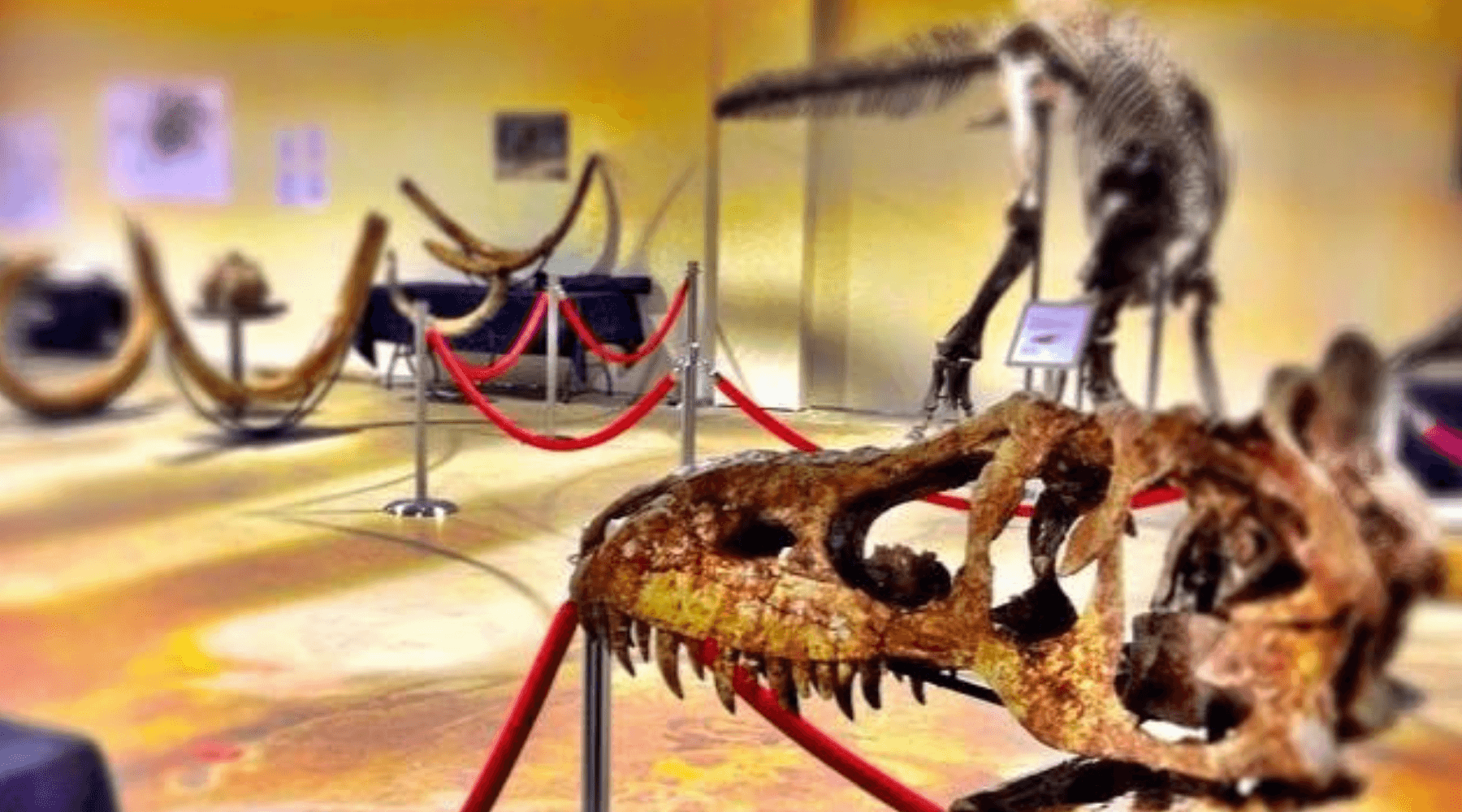 We do community events! Want to really wow your audience? Let them touch a dinosaur. Image of dinosaur specimin display.