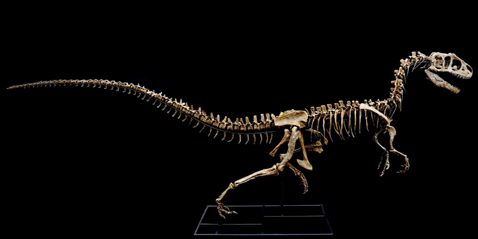 Allosaurus jimmadseni  This very complete juvenile Allosaurus is almost 16 feet long.