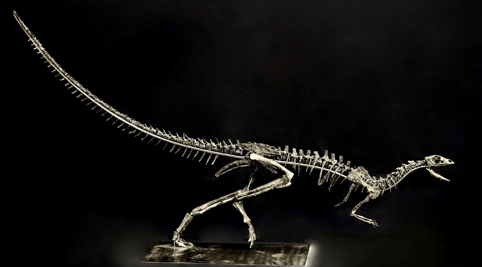 Come see us in the future to step into the past; schedule your visit today; Othneliosaurus consors, Morrison Formation, Colorado 