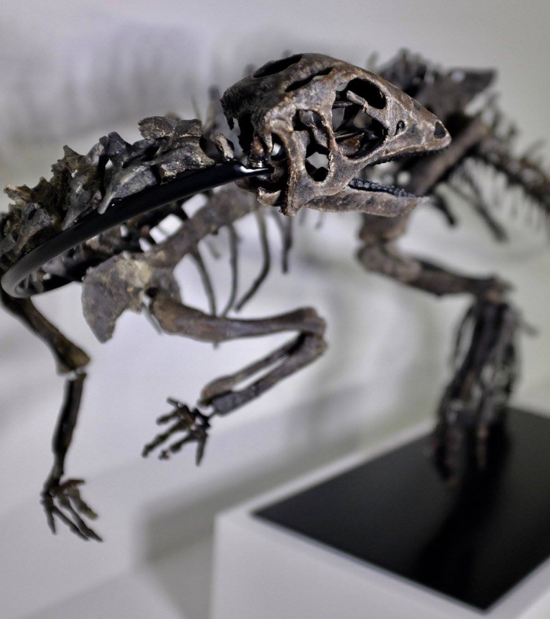 Othneliosaurus consors  Currently on display in the Houston Museum of Natural Science, this specimen's mount was created by one of our expert technicians using a new technique that incorporates earth magnets so that it's easy to remove the bones for study
