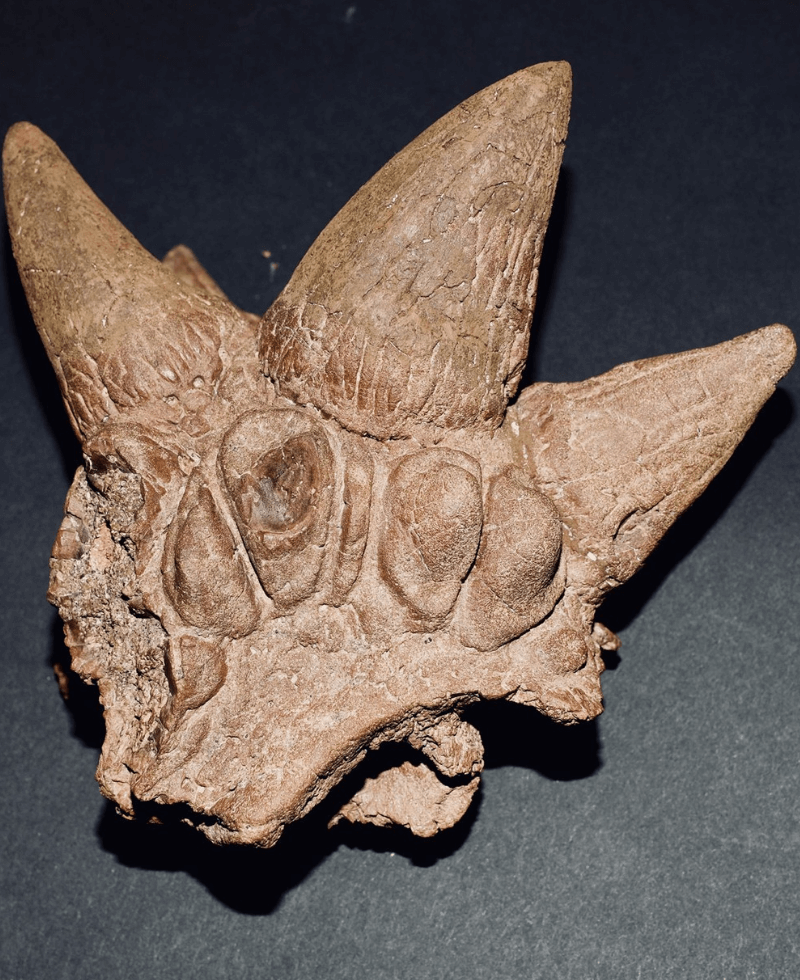Pachycephalosaurus dracorex hogwartsia  This unique specimen shows one of the many horn clusters that would have been found on the pachycephalosaurus skull. To date, only 2 skulls of the species are in museums.