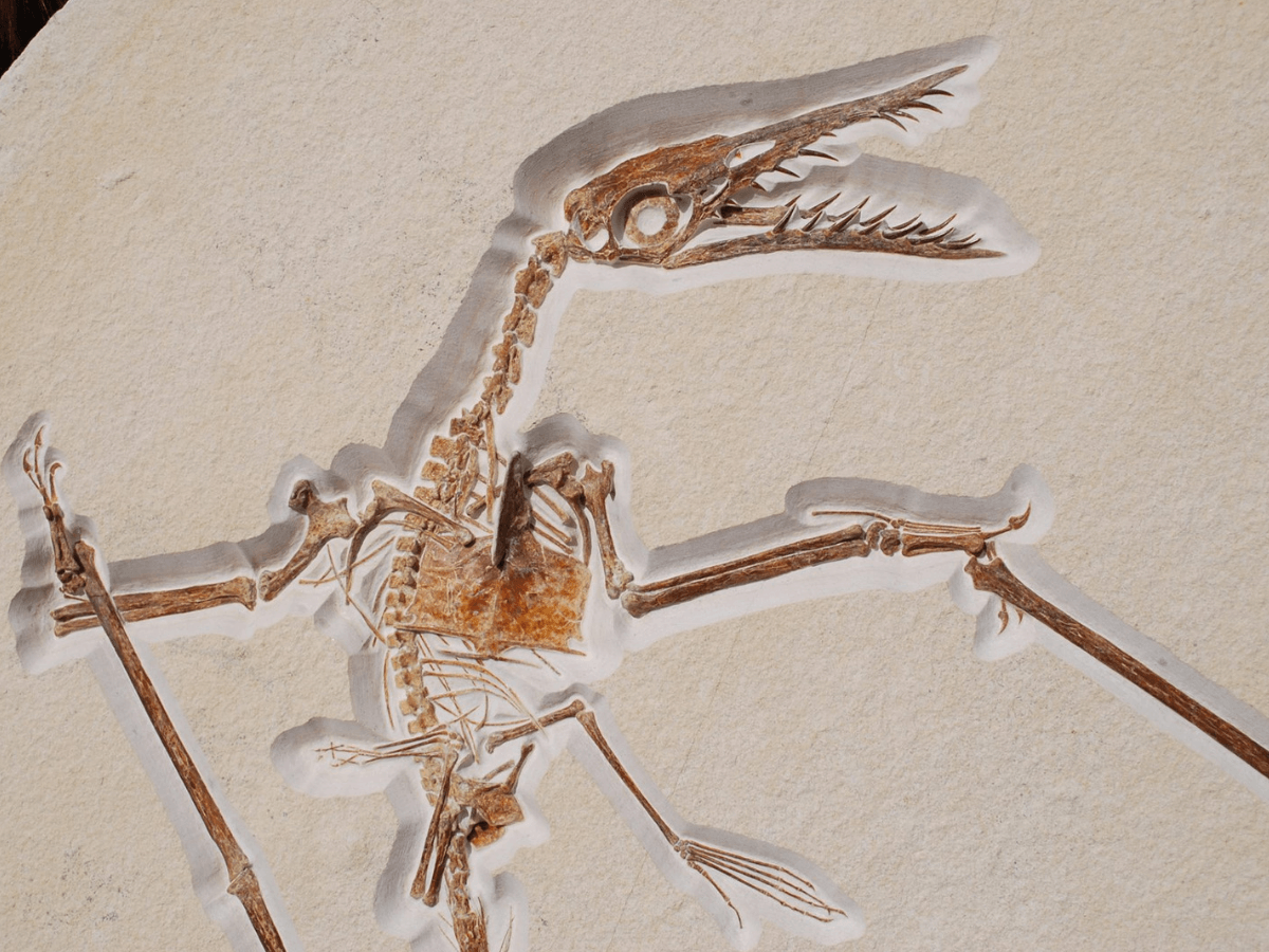 Pterosaur rhamphorhynchus  This Pterosaur rhamphoryncus was found in the Solnhofen limestone in Germany. Can you see the rows of teeth? They're for snatching fish out of the water.    (approx. 150 million years old)