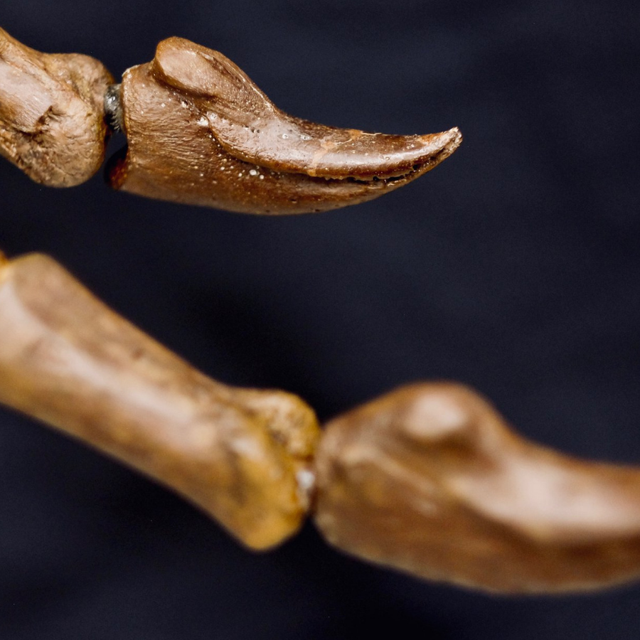 Tyrannosaurus rex - hand claw  A close up of the T.rex hand claw from the arm of Victoria. This may be only the second hand claw known from a T.rex.  Studies of it are currently ongoing.    (approx. 65 million years)