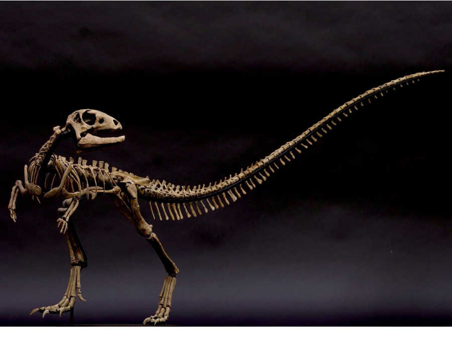 Zephyrosaurus schaffi  Possibly a burrowing dinosaur, this is the only mounted Zephyrosaurus in the world.     (approx. 100 million years old)