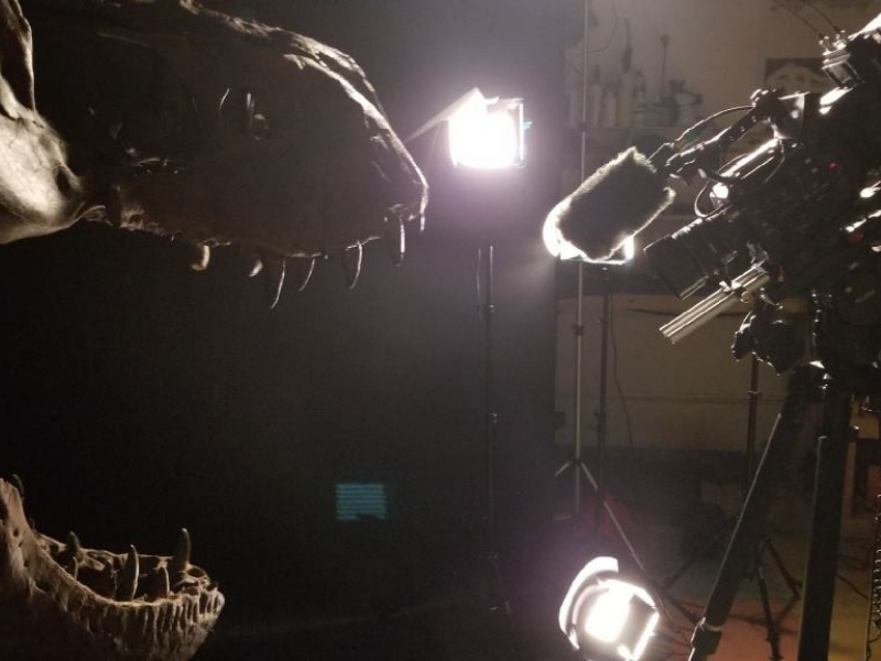 Tyrannosaurus rex - skull  Victoria’s skull and whole skeleton has been expertly documented from the moment of her find until her final mount. (approx. 65 million years old)