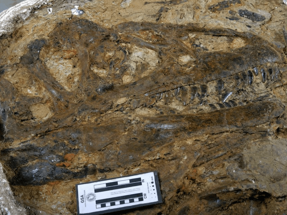 Allosaurus jimmadseni  We discovered this remarkably complete allosaurus skull, known as Dracula, and left it as is so that it can continue to be studied by paleontologists.  (approx. 150 million years old)