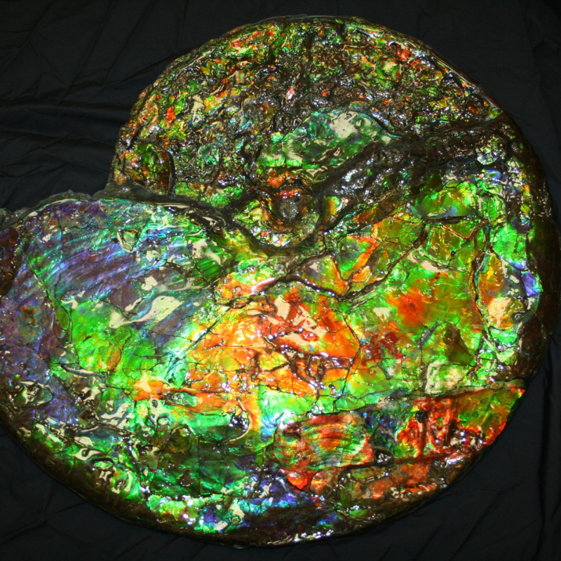 Ammonites from Alberta, Canada are renowned for the vibrant colours that can form on the shell, called ammolite, which is made from fossilized aragonite found within the ammonite's shell. (approx. 70 million years old)