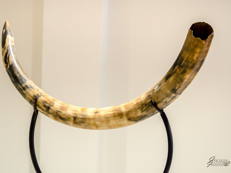 Mammuthus primigenius  One of the many beautiful mammoth tusks we have restored. The last mammoths went extinct around 4,000 years ago.    (approx 200,000 years old)