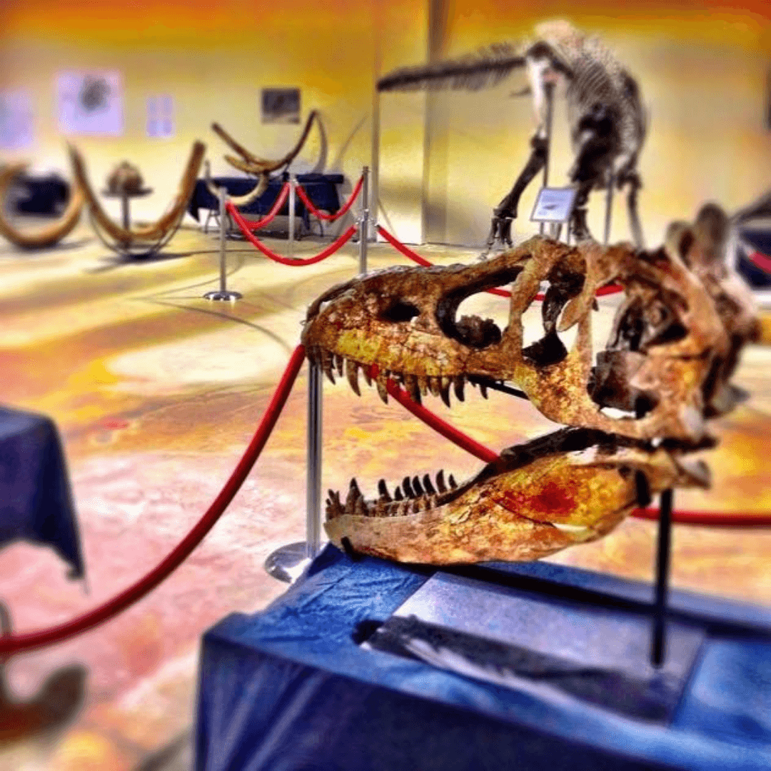 Community presentation; want to wow your audience? Let them touch a dinosaur bone. Image of dinosaur skeletons.