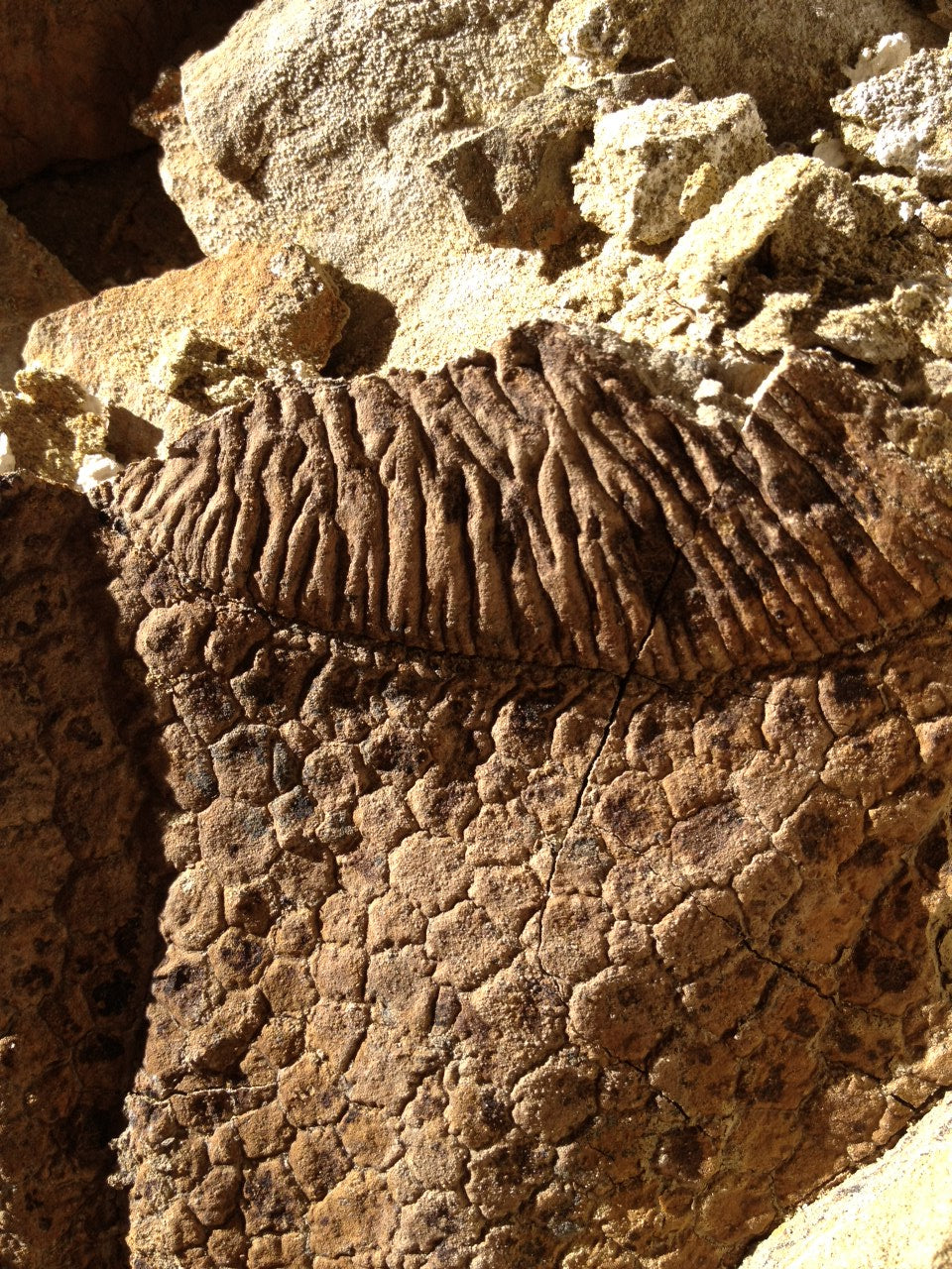 Edmontosaurus annectens  This impression specimen shows wonderful detail of the skin of the Edmontosaurus (the duckbill dinosaur).    (approx. 65 million years old)