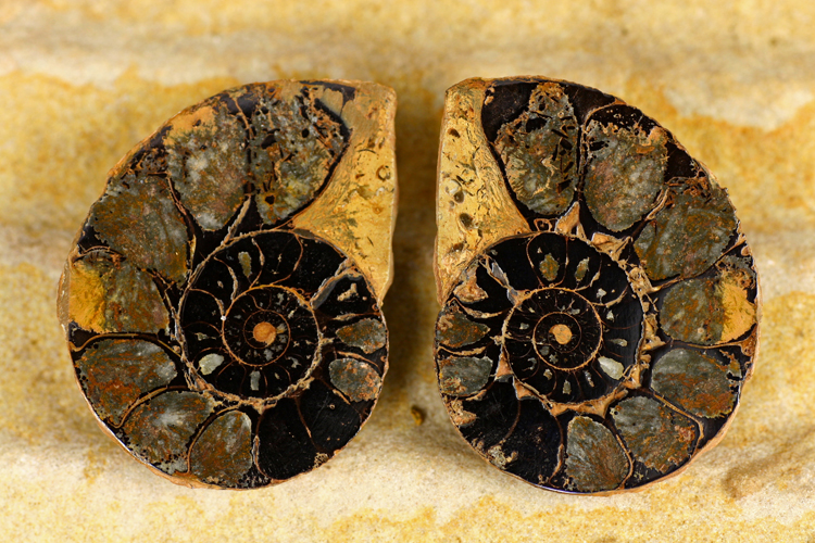 Hematite Cut and Polished Ammonite Pairs Small