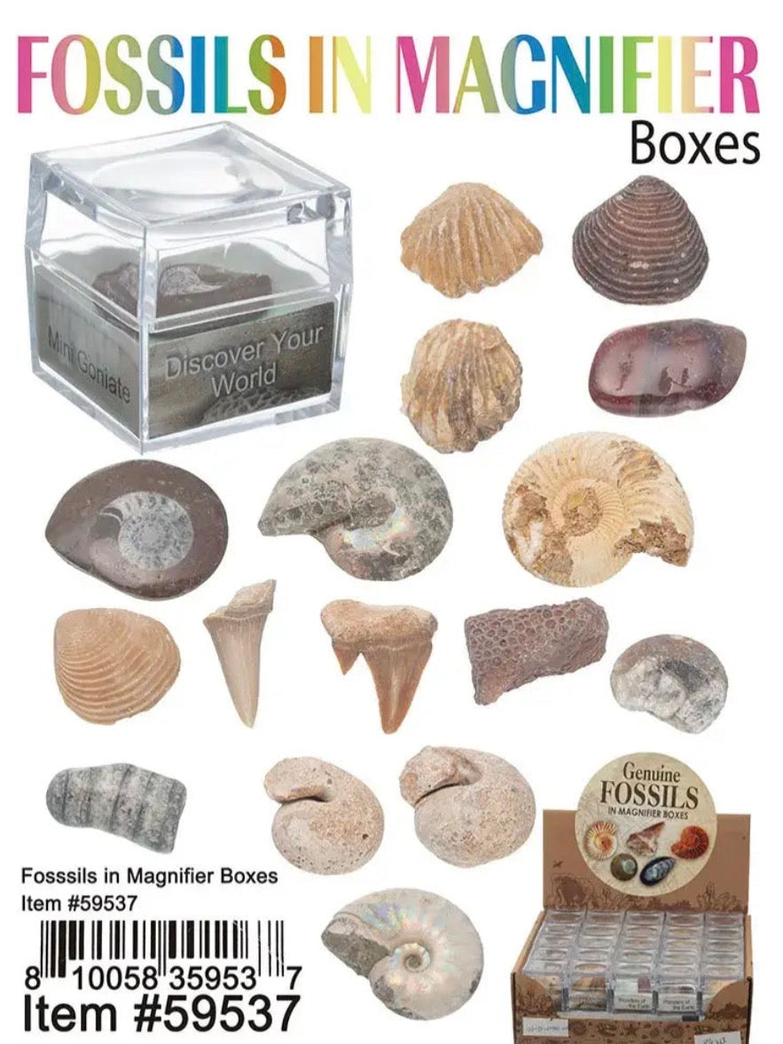 Fosssils in Magnifier Boxes