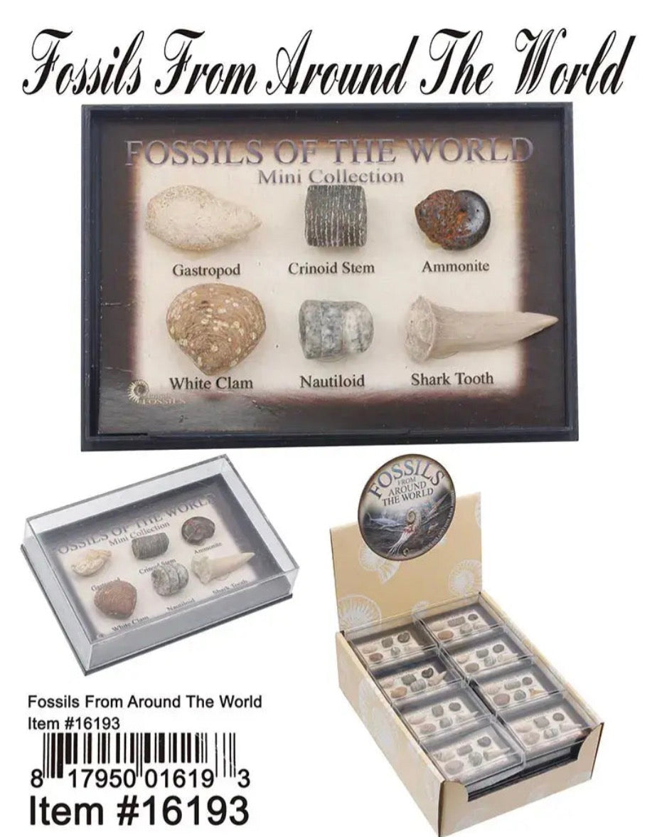 Fossils From Around The World