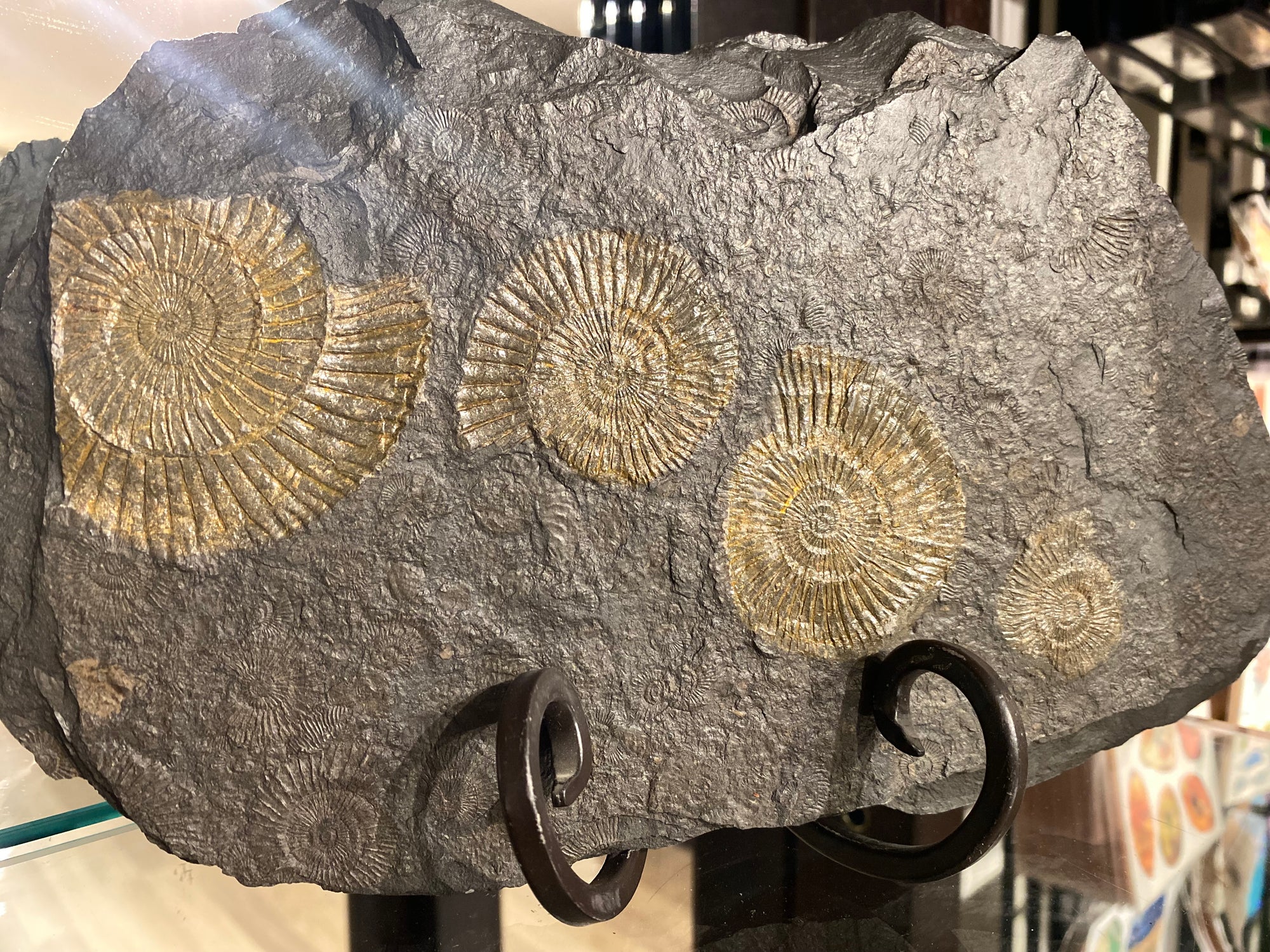 Holzmaden Ammonite