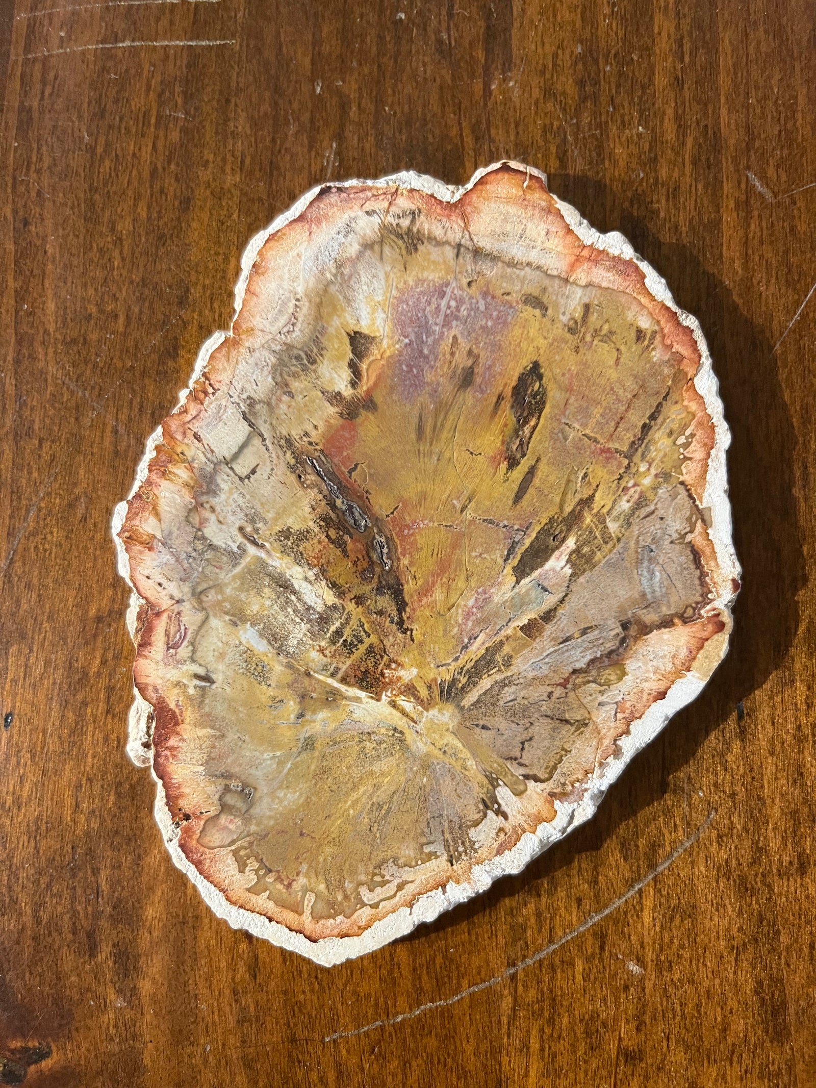Madagascar petrified wood