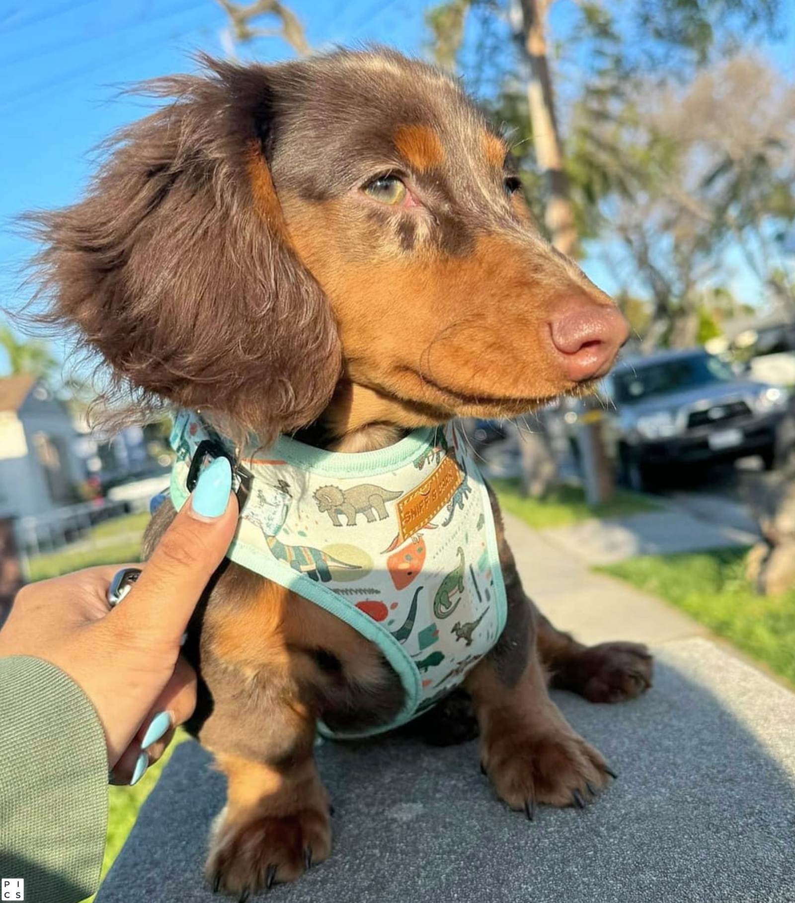 Dinosaur Dog Harness