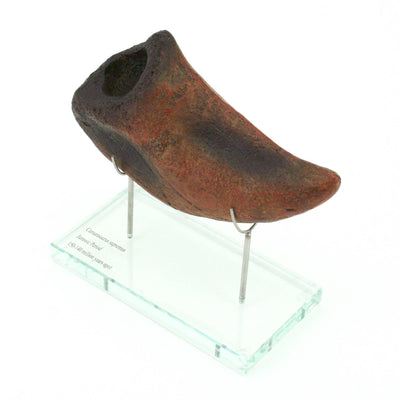 Camarasaurus Dinosaur Horizontal Claw Glass Base