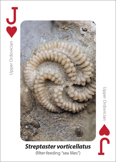 Fossils Playing Cards
