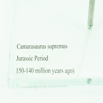 Camarasaurus Vertical Claw replica w/ Glass Base