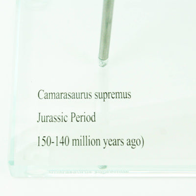 Camarasaurus Dinosaur Horizontal Claw Glass Base