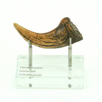 Velociraptor Horizontal Claw Replica