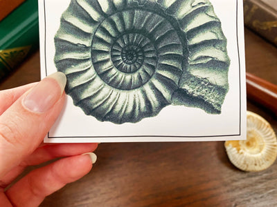 Ammonite Fossil Sticker