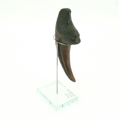 Allosaurus Vertical Claw replica