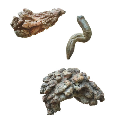 Compact Curiosities Coprolite Fossil