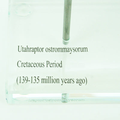 Utahraptor Claw Horizontal replica