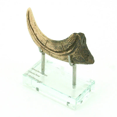 Deinonychus Horizontal Claw Replica