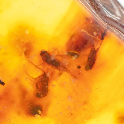 Insect Amber - AM11