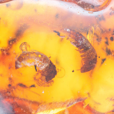 Insect Amber -AM10