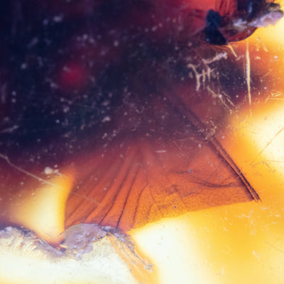 Insect Amber-AM01