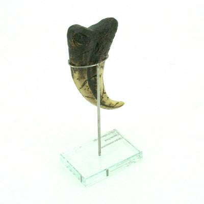 Utahraptor Dinosaur Vertical Claw Replica