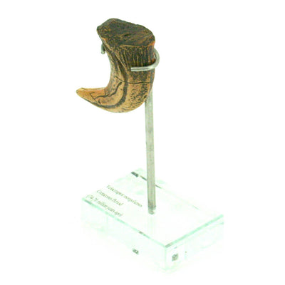Velociraptor Vertical Claw replica