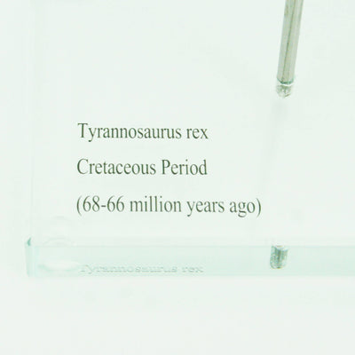 Tyrannosaurus Rex Vertical Claw