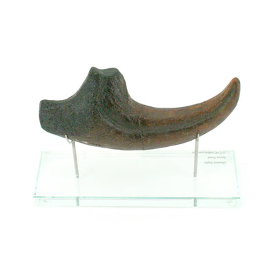 Allosaurus Horizontal Claw Replica