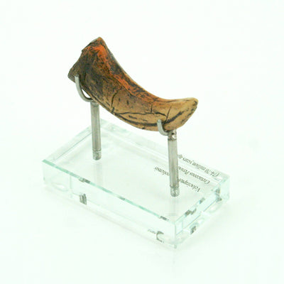 Velociraptor Horizontal Claw Replica
