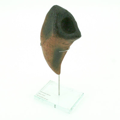 Camarasaurus Vertical Claw replica w/ Glass Base