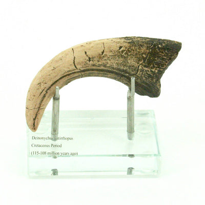 Deinonychus Horizontal Claw Replica