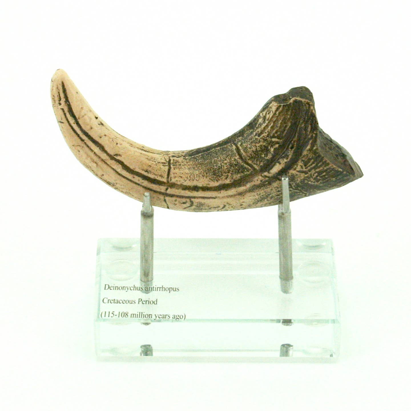 Deinonychus Horizontal Claw Replica