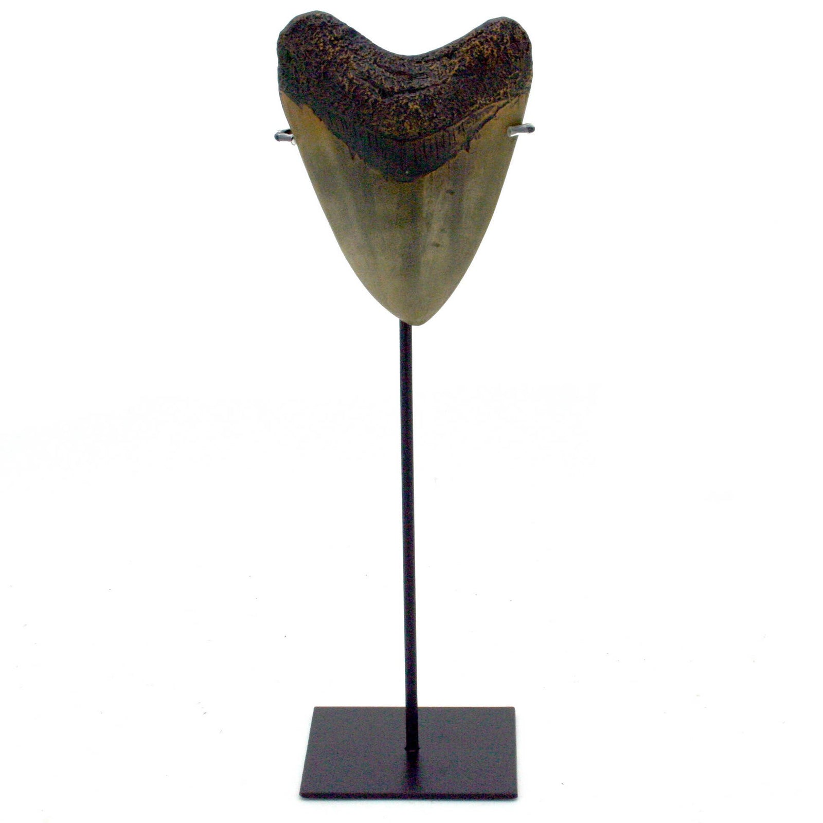 Megalodon Tooth Replica Small