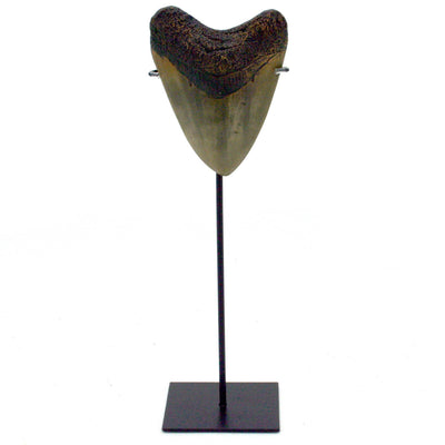 Megalodon Tooth Replica Large