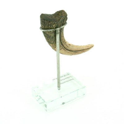 Deinonychus Vertical Claw Replica
