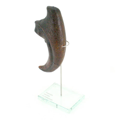 Allosaurus Vertical Claw replica