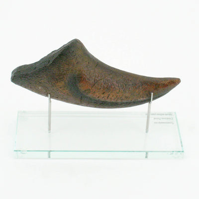 T.rex Horizontal Claw replica