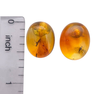 Natural Amber Stud Earrings with Insects