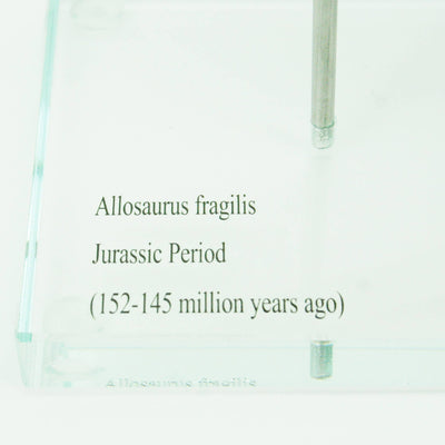 Allosaurus Horizontal Claw Replica