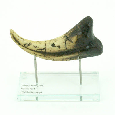 Utahraptor Claw Horizontal replica